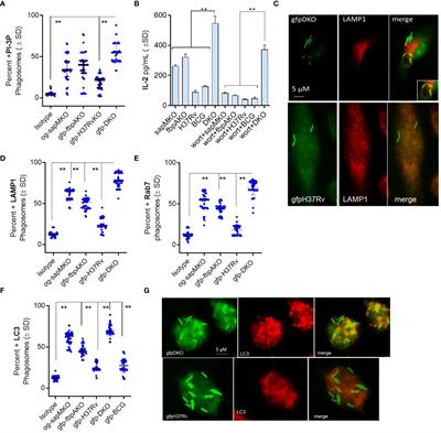 The ΔfbpAΔsapM candidate vaccine derived from Mycobacterium tuberculosis H37Rv is markedly immunogenic in macrophages and induces robust immunity to tuberculosis in mice